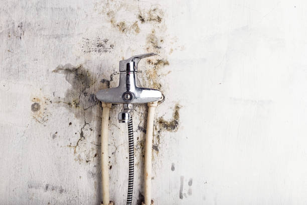 Best Residential Mold Remediation in Homer Glen, IL