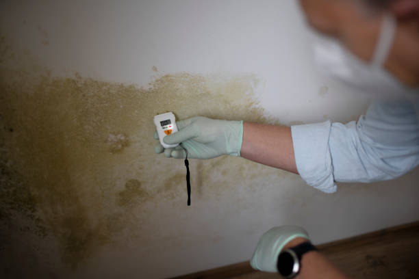 Best Mold Testing and Inspection Services in Homer Glen, IL