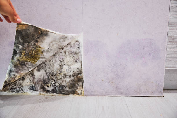 Best Commercial Mold Remediation in Homer Glen, IL